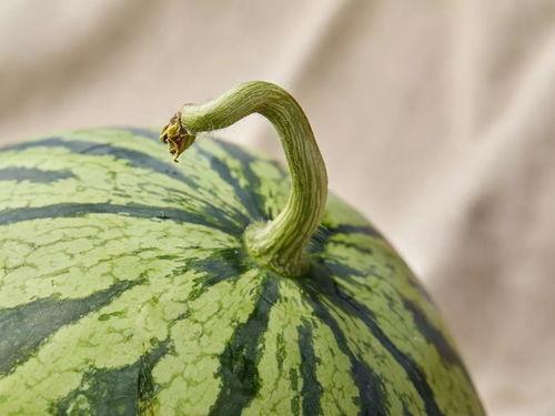 上海确诊 吃瓜,吃瓜群众热议疫情动态 第3张 上海确诊 吃瓜,吃瓜群众热议疫情动态 第3张